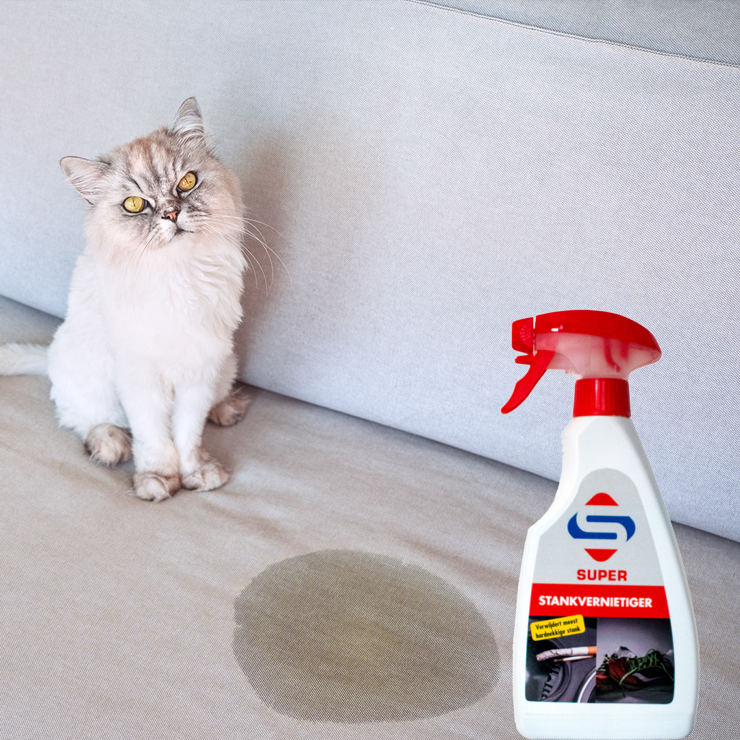 Nettoyer l'odeur de pipi de chat